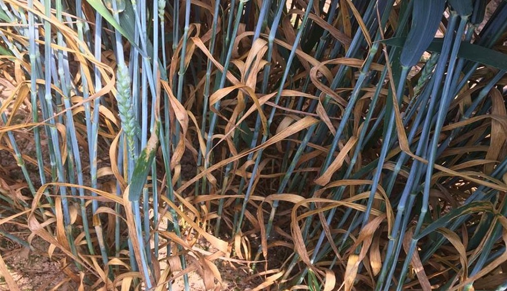 Septoria tritici symptoms on wheat at an RL trial site (untreated, disease rating '5')